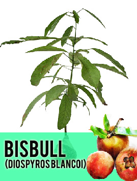 Bisbul