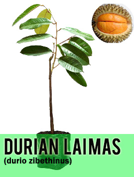 Laimas