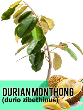 Monthong