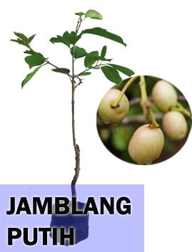 Jamblang Putih