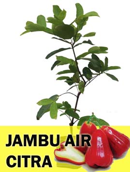 Jambu Air Citra