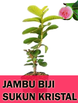 Jambu Biji Sukun Kristal