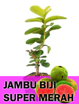 Jambu Biji Super Merah