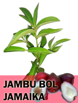 Jambu Bol Jamaica