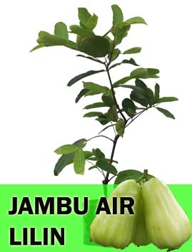 Jambu Air Lilin