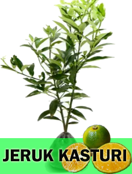 Jeruk Kasturi