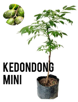 Kedondong Mini