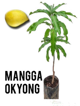 Mangga Okyong