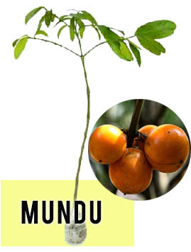 Mundu