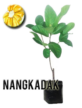 Nangkadak