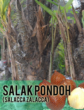 Salak Pondoh