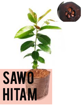 Sawo Hitam
