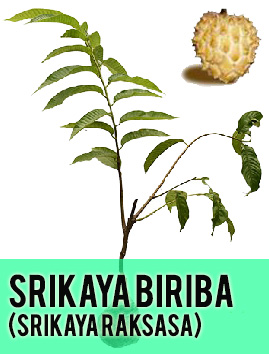 Biriba