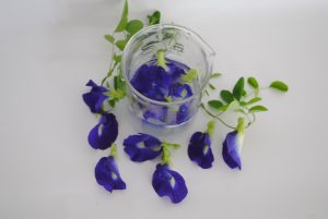 Bunga Cantik Penghasil Warna Biru Alami Mekarsari Taman Buah