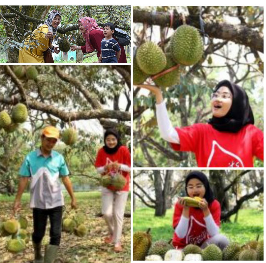 Banjir Durian Mekarsari Taman Buah